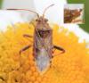 Stictopleurus sp.